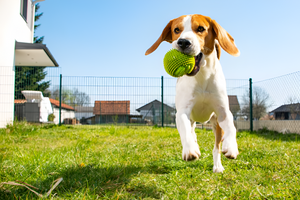 Choosing the Perfect Toys for Your Pet’s Happiness