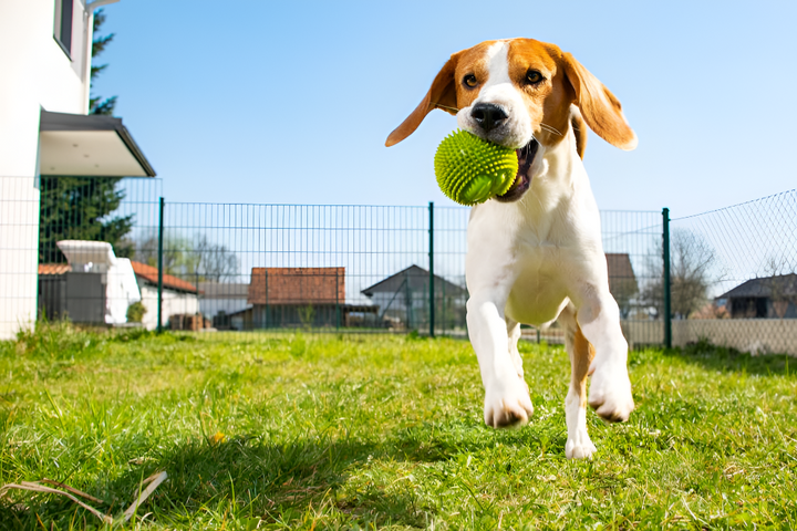 Choosing the Perfect Toys for Your Pet’s Happiness