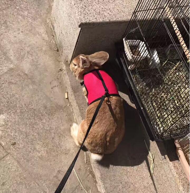 Compact Adjustable Pet Leash