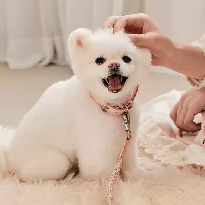 Leather Pet Collar With Matching Handheld Leash