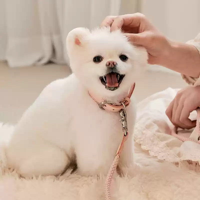 Leather Pet Collar With Matching Handheld Leash