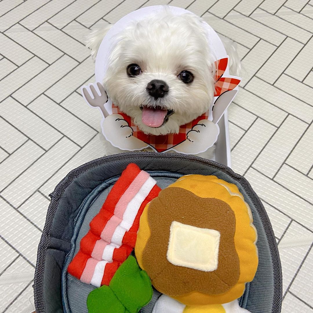 Interactive Pet Treat Dispensing Toy