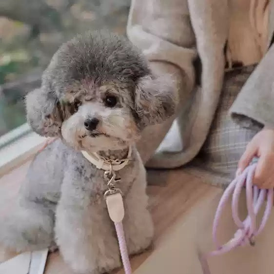 Leather Pet Collar With Matching Handheld Leash