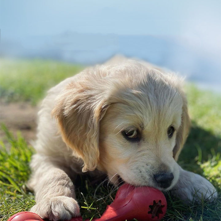 Bite-Resistant Rubber Chew Toy