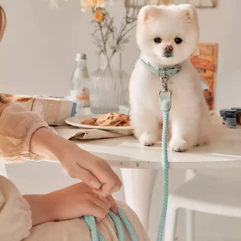 Leather Pet Collar With Matching Handheld Leash
