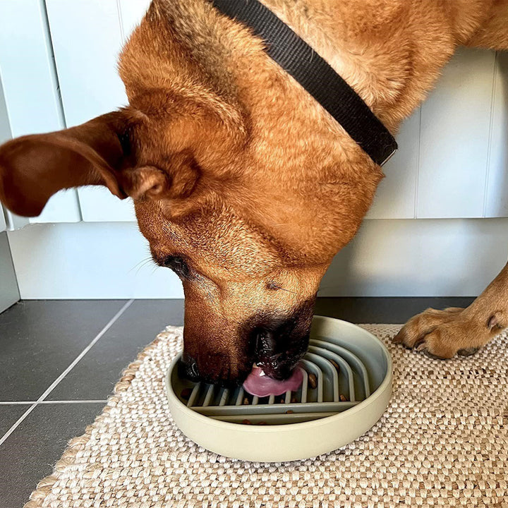 Fashionable Slow Feeding Pet Bowl
