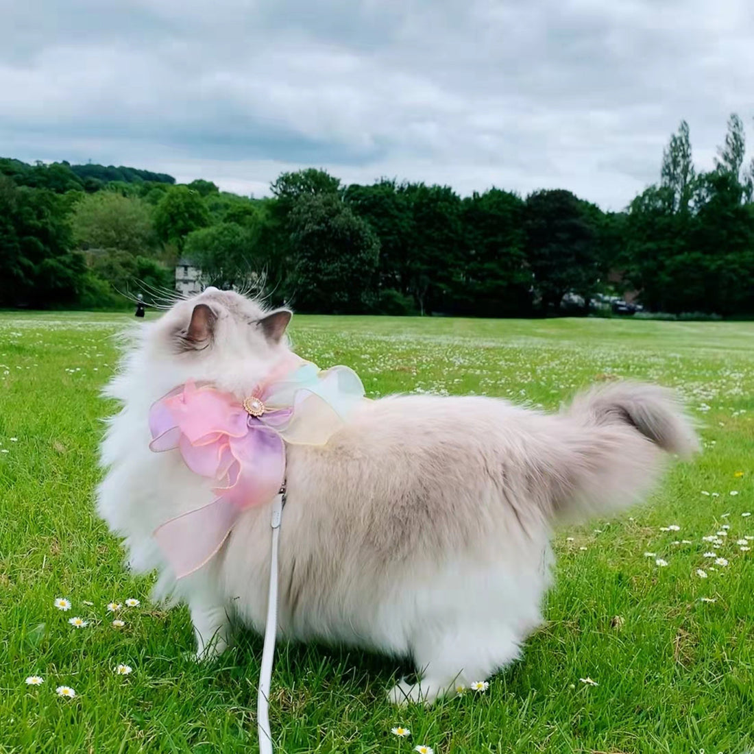 Butterfly Flying Pet Leash Retractable And Break Free